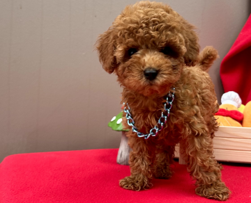 Toy poodle muhteşem yavrularımız